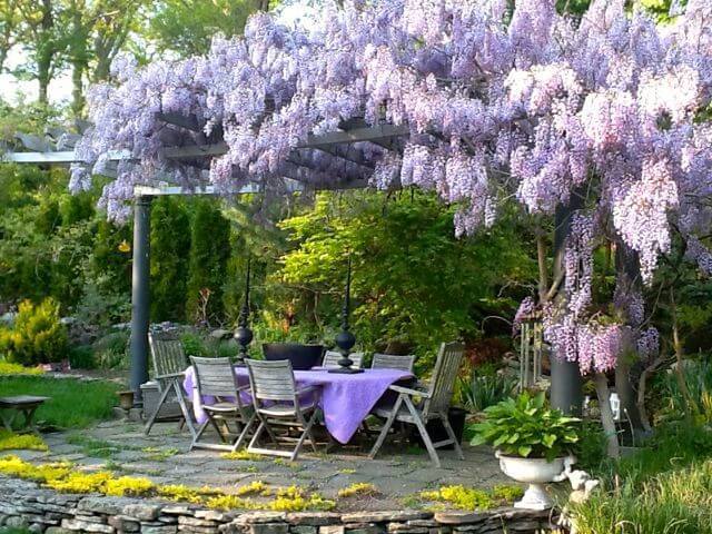 Blue_Wisteria_Shrub__06393.1410568444__23409.1542957740.jpg